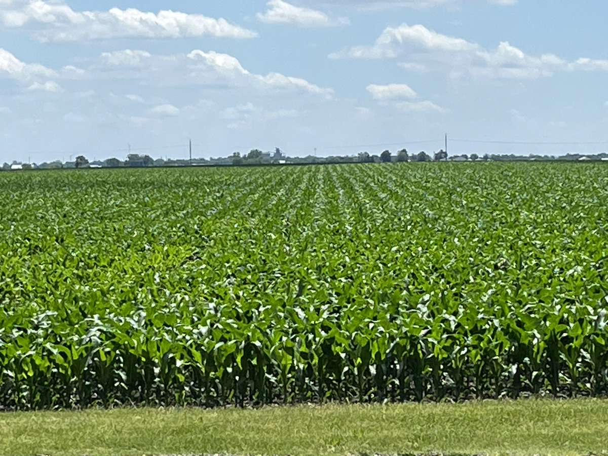 ScottIrwinUI's tweet photo. As hard as it may be to believe, this is a picture from a few hours ago of a corn field near the entrance to Willard Airport in Champaign, IL.  Rows closed on June 3.  Crops around here looking better by the hour with the heat.  No arguments from me about 26% of the IL corn crop rated excellent this week.