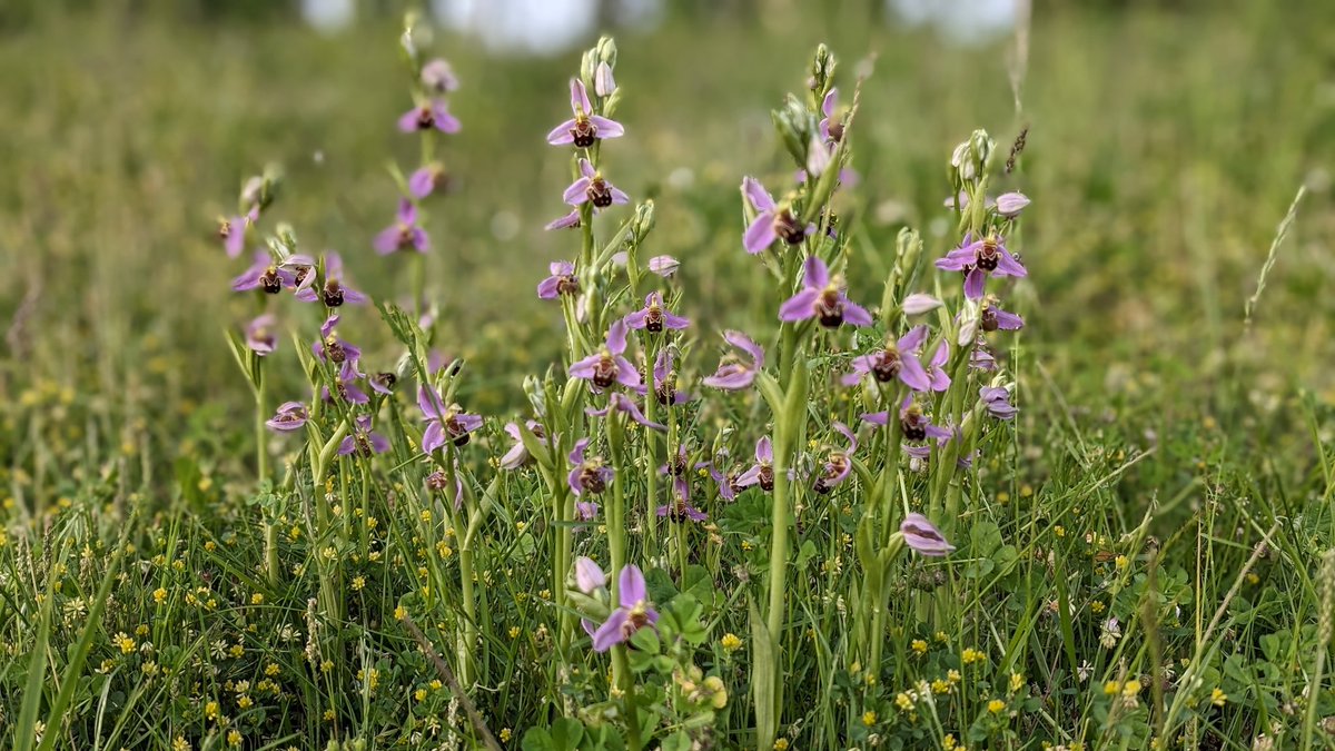 withylake's tweet photo. A few of the 866 Bee Orchids (Ophrys apifera) I counted tonight  on a small bank in an Exeter office park 😀 Well done for keeping the mowers at bay @_sarahbutcher  👍 @ukorchids https://t.co/qg1HdKqNGF
