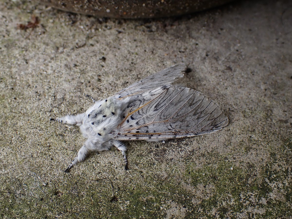 Nearly missed this Puss Moth quietly sitting outside the moth trap this morning. #TeamMoth #MothsMatter