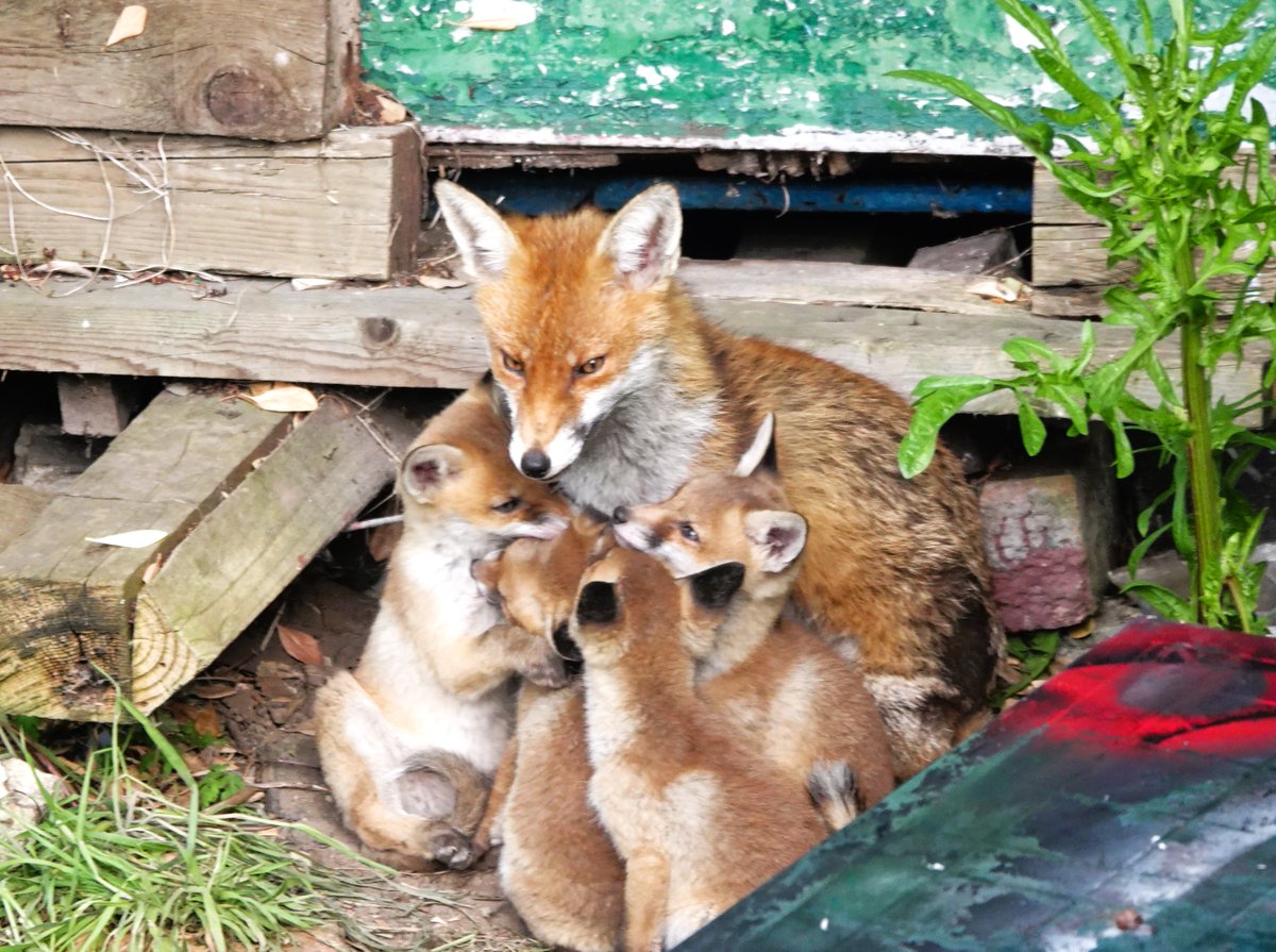 Lol Bodini (@lolbodini) on Twitter photo Twitter tells me that today is my 10th anniversary on here 🥳...so here's a vixen with her 4 cubs in the neighbour's garden a couple of weeks ago @WildLondon @E17Wetlands <a href="/ChrisGPackham/">Chris Packham</a> <a href="/BBCSpringwatch/">BBC Springwatch</a> 🦊🦊🦊🦊🦊🤩 Twitter tells me that today is my 10th anniversary on here 🥳...so here's a vixen with her 4 cubs in the neighbour's garden a couple of weeks ago @WildLondon @E17Wetlands <a href="/ChrisGPackham/">Chris Packham</a> <a href="/BBCSpringwatch/">BBC Springwatch</a> 🦊🦊🦊🦊🦊🤩