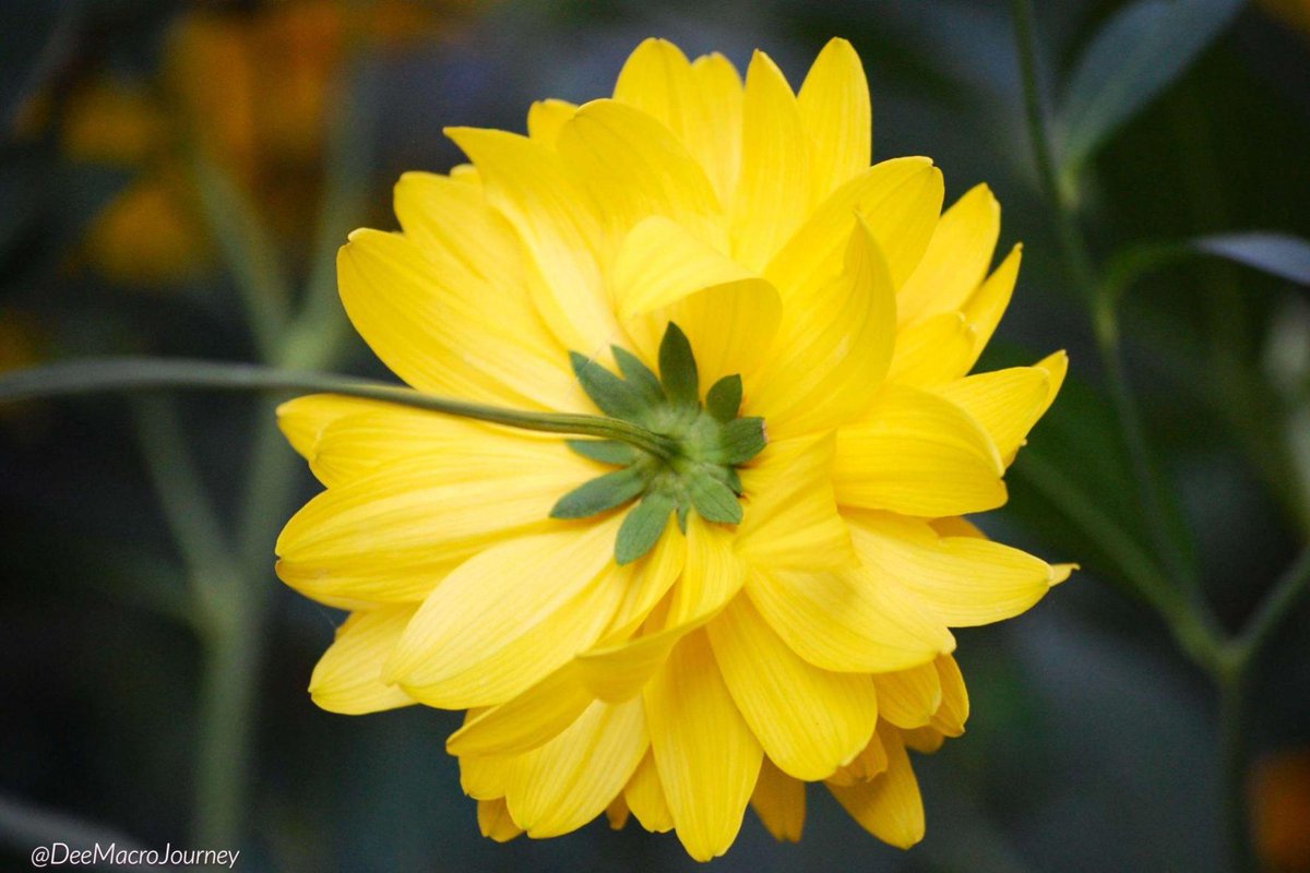 DeeMacroJourney's tweet photo. If I am correct, this is the 'rear view' of a Double Rudbeckia, taken last Fall
#DeeMacroJourney
#macrophotography
#macrophotos
#photography
#macroworld
#macrocaptures
#DoubleRudbeckia
#flowerphotography
#photographycommunity
#photographersontwitter
#nikond40 https://t.co/RSuXF0pPSV