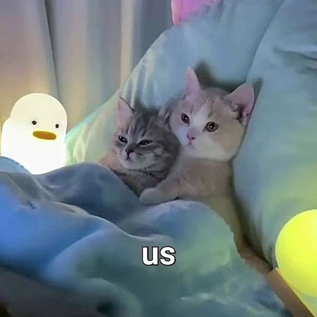 Punch Cat (@punchingcat) on Twitter photo 
