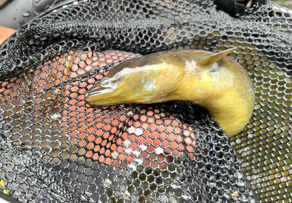 ProfJGrey's tweet photo. Spot check of a #Nidd club #fishery for #trout yoy &amp; parr following @WildTroutTrust #AdvisoryVisit revealed at least 9 eel to ~1m from this riffle
@YorkDalesRT @EnvAgencyYNE @nidderdalenl https://t.co/cvQ7HqQ83C