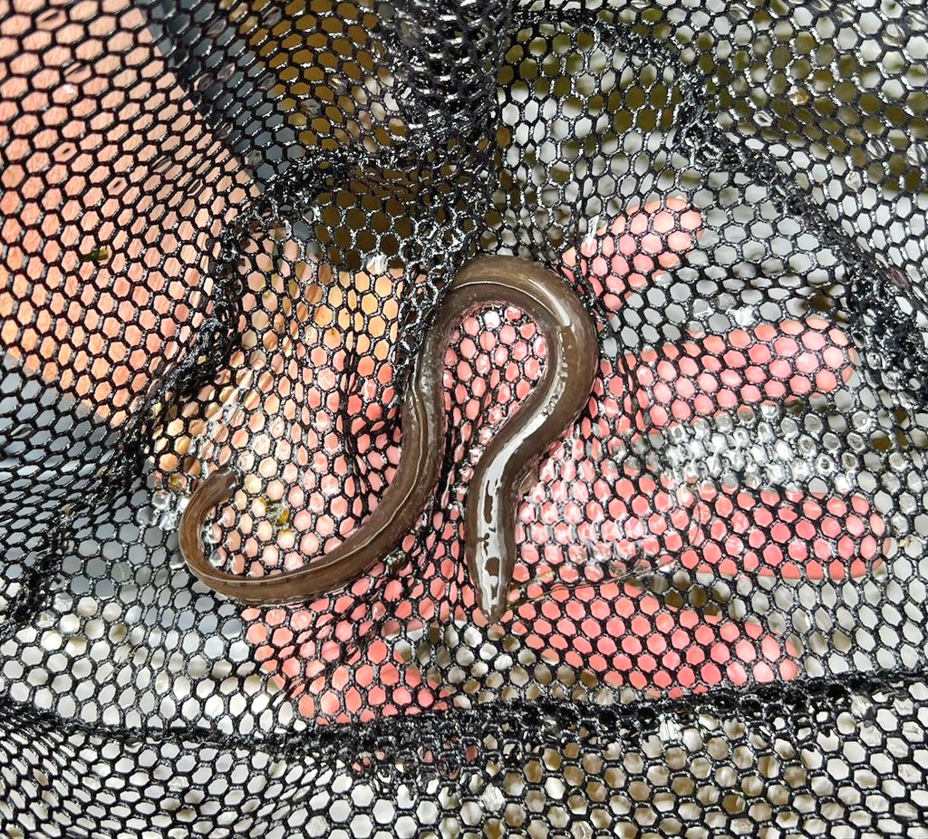 ProfJGrey's tweet photo. Spot check of a #Nidd club #fishery for #trout yoy &amp; parr following @WildTroutTrust #AdvisoryVisit revealed at least 9 eel to ~1m from this riffle
@YorkDalesRT @EnvAgencyYNE @nidderdalenl https://t.co/cvQ7HqQ83C