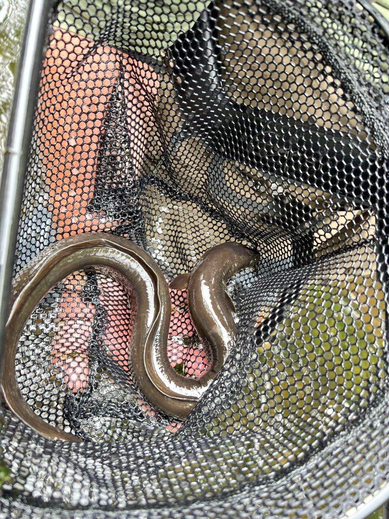 ProfJGrey's tweet photo. Spot check of a #Nidd club #fishery for #trout yoy &amp; parr following @WildTroutTrust #AdvisoryVisit revealed at least 9 eel to ~1m from this riffle
@YorkDalesRT @EnvAgencyYNE @nidderdalenl https://t.co/cvQ7HqQ83C