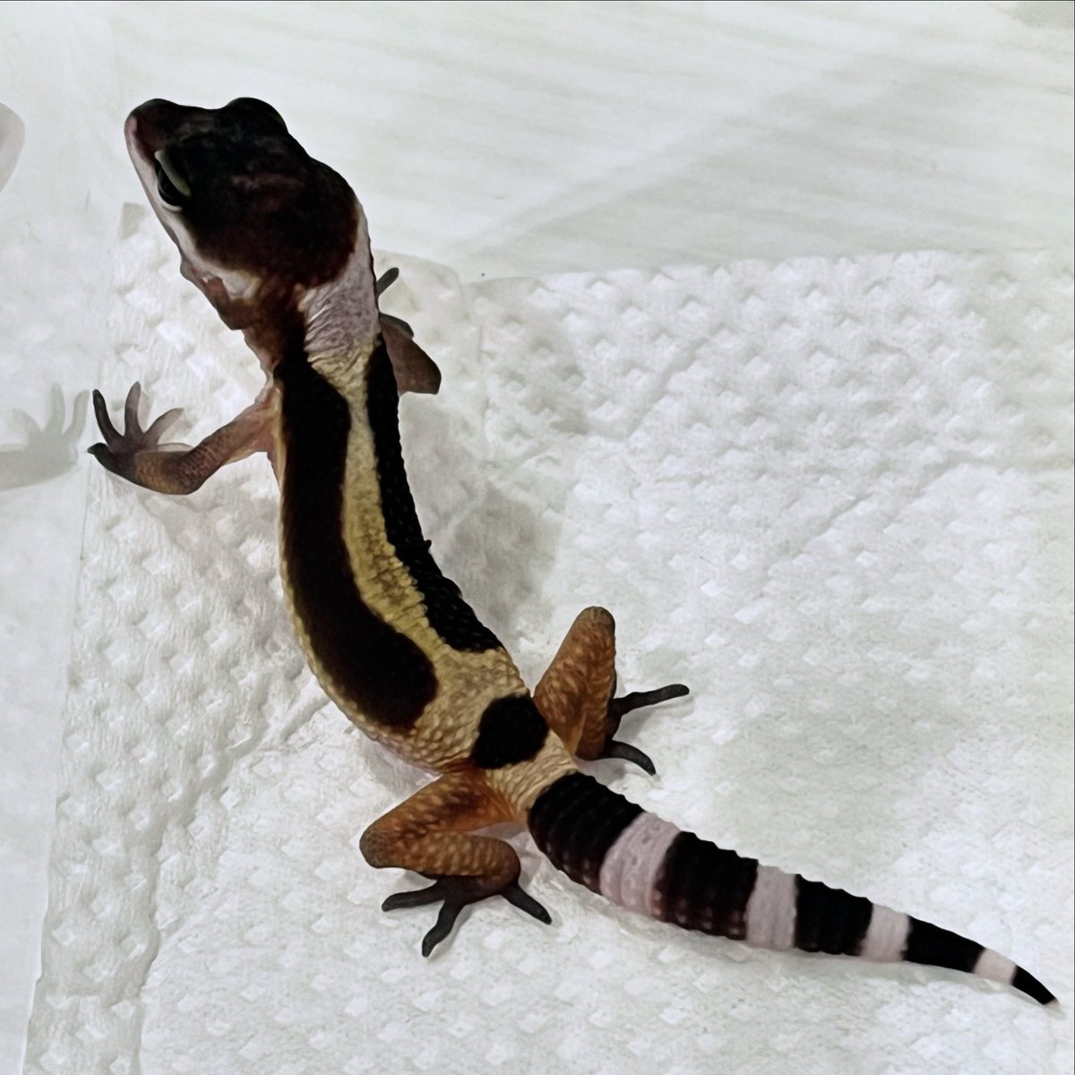 ogorep's tweet photo. こげちゃメラニスティック🦎 https://t.co/So15BxasGu