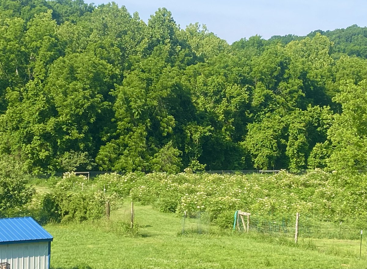 foxhelland's tweet photo. American Elderberry orchard in full bloom. https://t.co/V1bcTgVPwo
