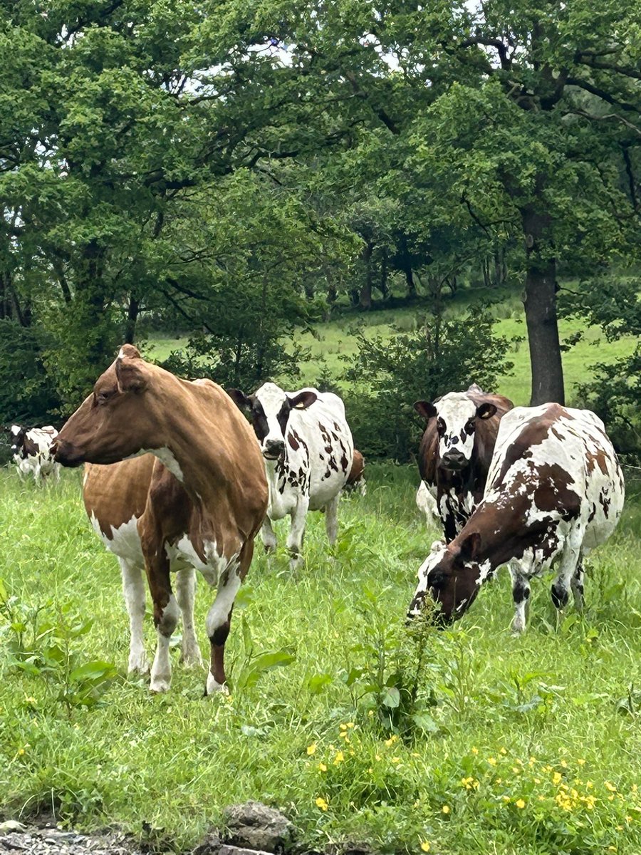 AlexiaCRobinson's tweet photo. A magical day. The very best. 

@LoveBritishFood’s 8th farm visit for public sector caterers. 

Today the turn of NHS Wales at Patrick Holden’s dairy farm. High hopes much is going to come from this.

@WelshConfed @SusFoodTrust https://t.co/hr1aMwXPnj