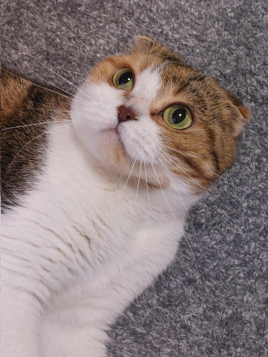 Shishimaruuemon's tweet photo. Good morning. https://t.co/HdFNjFr3yf