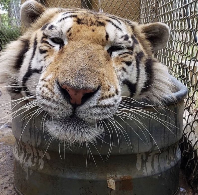 encontrei um gajo e um boba de caldo verde