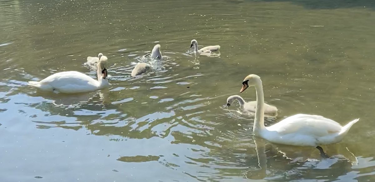 Jane Guy tweet media