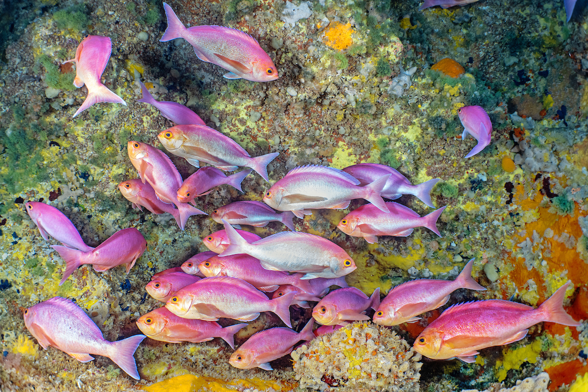 Sea_Legacy's tweet photo. In our new episode of “A Sea of Hope,” we meet the abundant marine life at home below the surface of New Zealand’s protected waters. 

Dive in: https://t.co/WY4PbiXsaQ

📸 by @cmittermeier

@paulnicklen @andymannphoto @yngocnexplorers https://t.co/j3IMxLfxfI