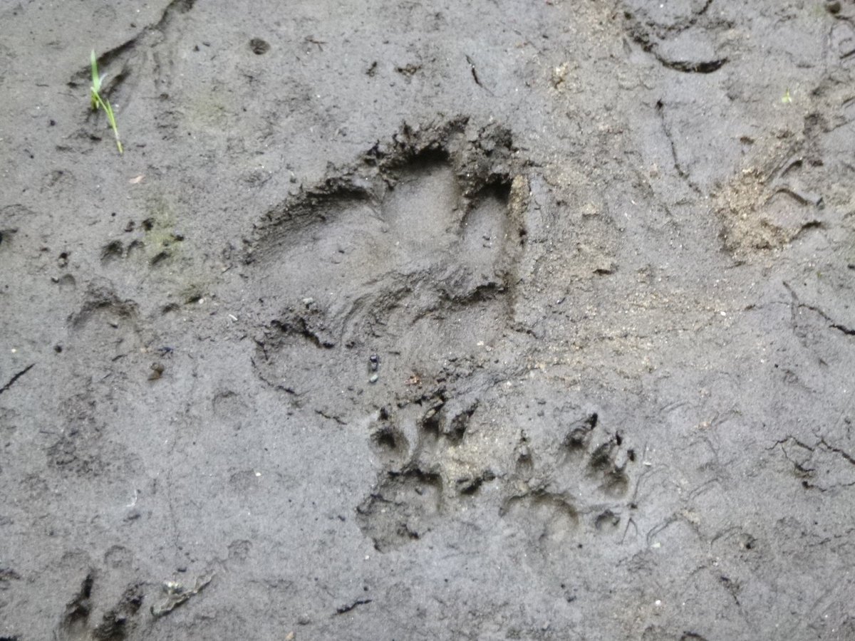 EOEC_TDSB's tweet photo. Can you identify the animals who made these footprints in Centreville Creek? #FootprintIdentification #AnimalTracks #WildlifeTracking #NatureDetective #TrackYourEnvironment #OutdoorExploration #AnimalFootprints #WildlifeForensics #TrackIdentification #ExploreNature https://t.co/wdOi1SDTfx