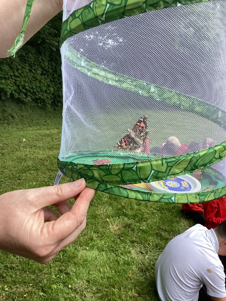 Dosbarth Un (@dosbarth_un) on Twitter photo Rydyn ni mor gyffrous heddiw, pili pala wedi cyrraedd! We were excited today as our butterflies have emerged from their chrysalis. We invited <a href="/DosbarthPump/">Dosbarth Pump</a> to join us when we released them. #scienceandtechnology #livingthings Rydyn ni mor gyffrous heddiw, pili pala wedi cyrraedd! We were excited today as our butterflies have emerged from their chrysalis. We invited <a href="/DosbarthPump/">Dosbarth Pump</a> to join us when we released them. #scienceandtechnology #livingthings