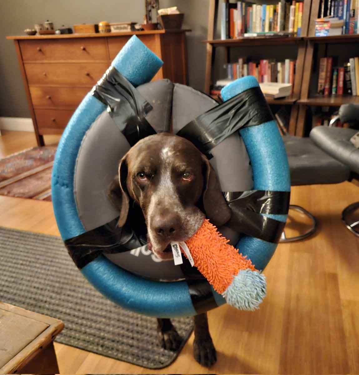 lwoodruff's tweet photo. Meet Jake. One day after this new adoptee came home, he broke his foot running on the beach. He's not sure about the headgear but thinks he likes his new digs.

#dogsofinstagram #adopted #fosterfail #jakethegsp https://t.co/Y5H7eWs8CD