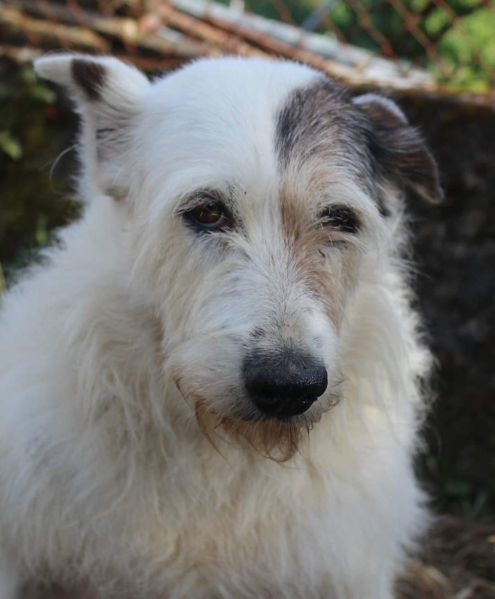 SosAbuelos1's tweet photo. #Ourense
Contacto; 
637 46 53 64 (WhatsApp)

Y si viviera en una casa ... 

Blanca tiene 10 años y nunca ha vivido con personas, siempre ha estado en una jaula o en una finca .... y sería tan bonito verla en familia recibiendo cariño .... sabemos que es miedosa y le costaría al principio pero seguro que sería feliz si la adoptaran.