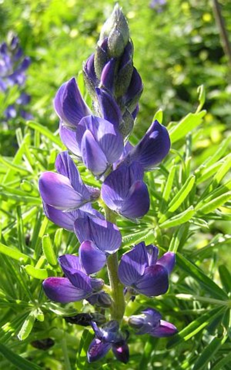 International Legume Society (@intllegmsociety) on Twitter photo New free webinar tomorrow on "Nutraceutical properties of lupin (Lupinus angustifolius) seed proteins" with Jose Carlos Jimenez (CSIC, Spain): legumesociety.org/ils-webinars-2… #legumes #ils #nutraceutical #breeding #lupin
<a href="/CNB_CSIC/">Centro Nacional de Biotecnología (CSIC)</a> <a href="/CREARicerca/">CREARicerca</a> New free webinar tomorrow on "Nutraceutical properties of lupin (Lupinus angustifolius) seed proteins" with Jose Carlos Jimenez (CSIC, Spain): legumesociety.org/ils-webinars-2… #legumes #ils #nutraceutical #breeding #lupin
<a href="/CNB_CSIC/">Centro Nacional de Biotecnología (CSIC)</a> <a href="/CREARicerca/">CREARicerca</a>