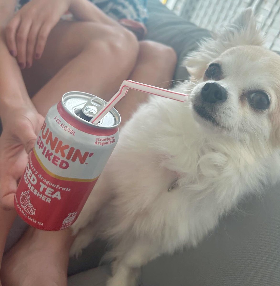 Crazy Dogs - Chi Chi Tweets (@chi_crazy_chi) / Posts / X
