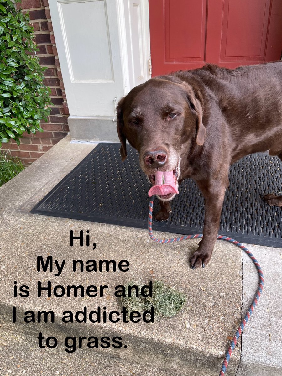 recthrpy's tweet photo. Is there a meeting for this? Like NA? Homer needs help!
#lablover #labradorlife #labpuppy #labradorable #labsofinstagram #labradors #labrador #labradorretriever #lab #labs #labsofinsta #blacklab #blacklabrador #retriever #chocolatelabrador https://t.co/vGs3F5aHW9