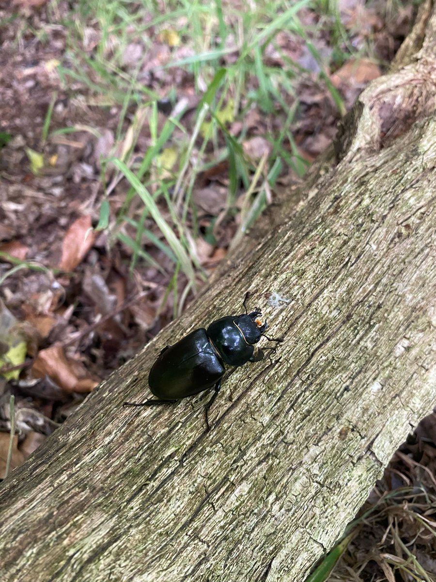 TindersticksCIC's tweet photo. Found this beautiful female greater stag beetle  under 10 steps from the road edge, Epping Forest. Britains largest beetle! If you are lucky enough to find one as they emerge from the ground to mate over the next couple of wos please record your findings: 
https://t.co/mj0ItlY23E https://t.co/fhHiyorvLB