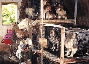 EmmaChu216100's tweet photo. Every year, 2.6 million puppies are churned out from puppy mills, treated like products rather than living beings. It's time to change this cruel industry! Read more about it at my site: https://t.co/w0a1pSLaAa #EndPuppyMills #39canimals https://t.co/ij4mFVBfpm