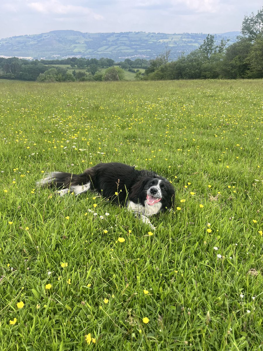 online_stu's tweet photo. Happy #GotchaDay to Berry, you have definitely made your presence felt with us!! @BCTGB #AdoptNotBuy https://t.co/P4kWy7Ex1C