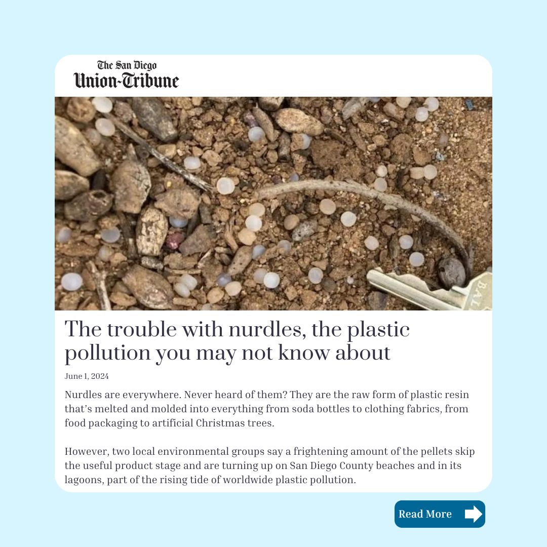 Nurdles are everywhere. Never heard of them? They are the raw form of plastic resin that’s melted and molded into everything from soda bottles to clothing fabrics, from food packaging to artificial Christmas trees. bit.ly/4aHxZop #PlasticPollution #SanDiegoBeaches