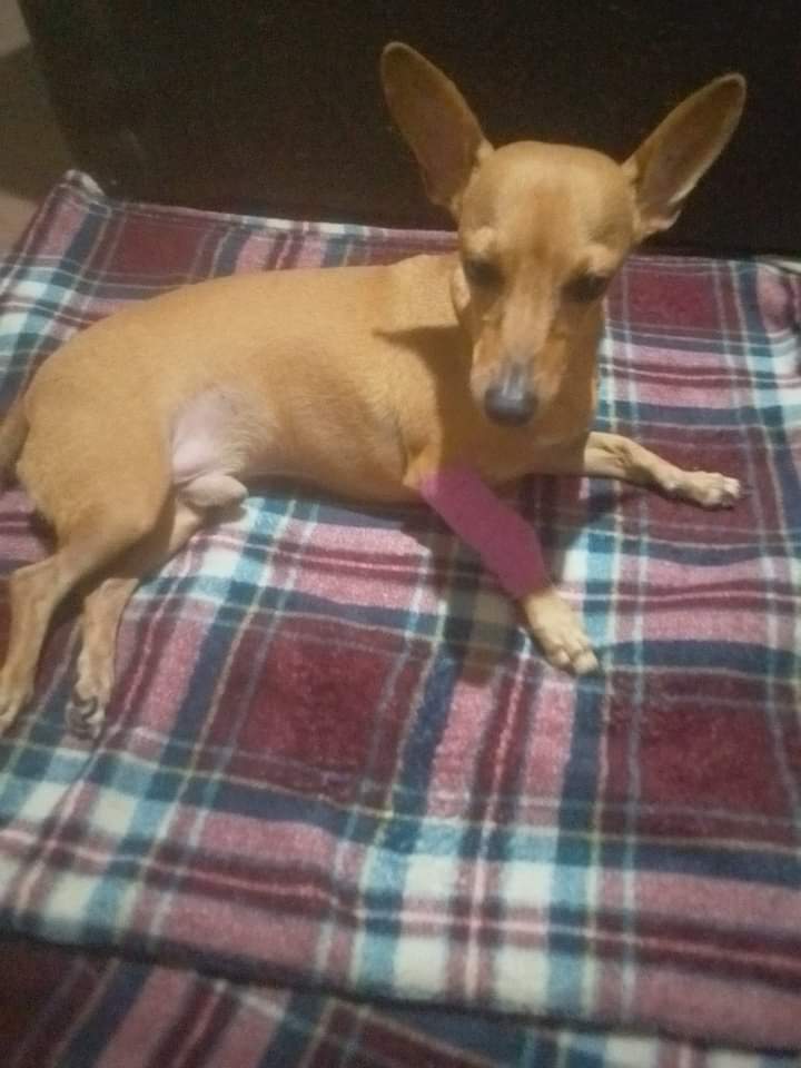 mnegus410's tweet photo. My little dude Pincho. He was diagnosed with IVDD. His back legs just stopped working. He yelped, wobbled for 10 minutes and went dead from the waist down. The poor dude is recovering but it might be months before we know if he needs a chair forever. I love this dude. He rocks. https://t.co/opRI5rKxF4