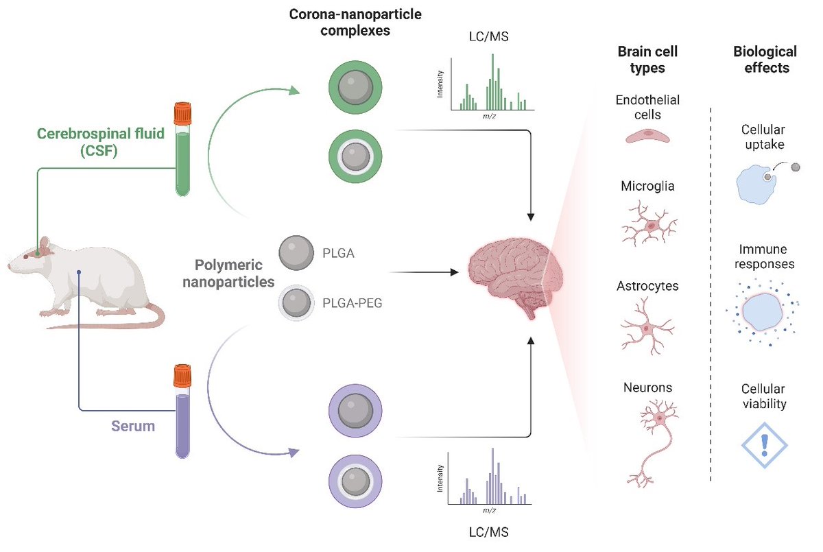 New lab preprint📢
We found that protein coronas derived from cerebrospinal fluid enhance the interactions between #nanoparticles &amp; #brain cells!

Will this affect the way we study brain-targeting nanomedicines? 🧠💊

Led by Nabila &amp; Claire <a href="/AustralianCRS/">Drug Delivery Australia</a> 
biorxiv.org/content/10.110…