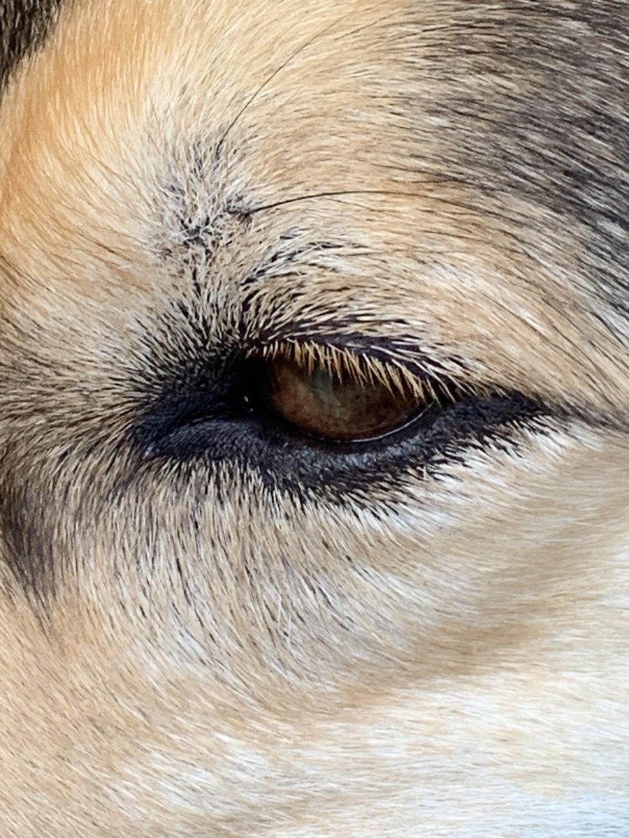 kradmacher's tweet photo. Tomorrow is our #gotchaversary. Rusty is a lot more black and tan than he was but he still has his "Rusty" eyelashes. 🥰 #dogs #dogsoftwitter #TorontoDogs https://t.co/tCIH1rMnTq