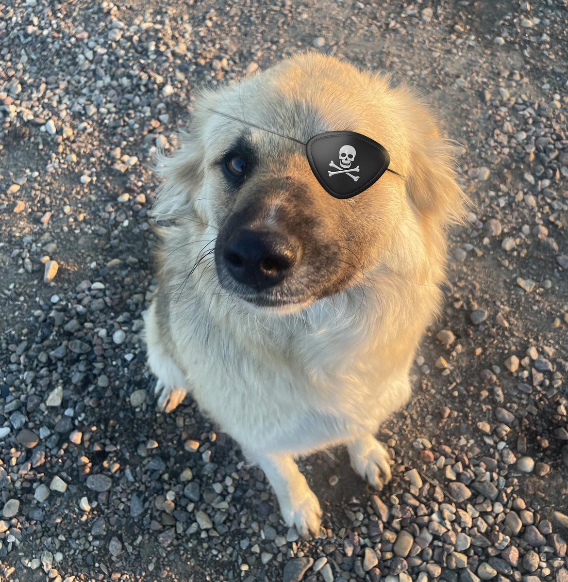 TwoFingerPete's tweet photo. @Mel_17 I think you should get him a pirate eye patch - poor thing https://t.co/eNqk2iatna