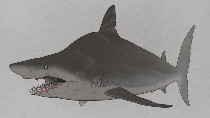 「shark teeth」 illustration images(Latest)