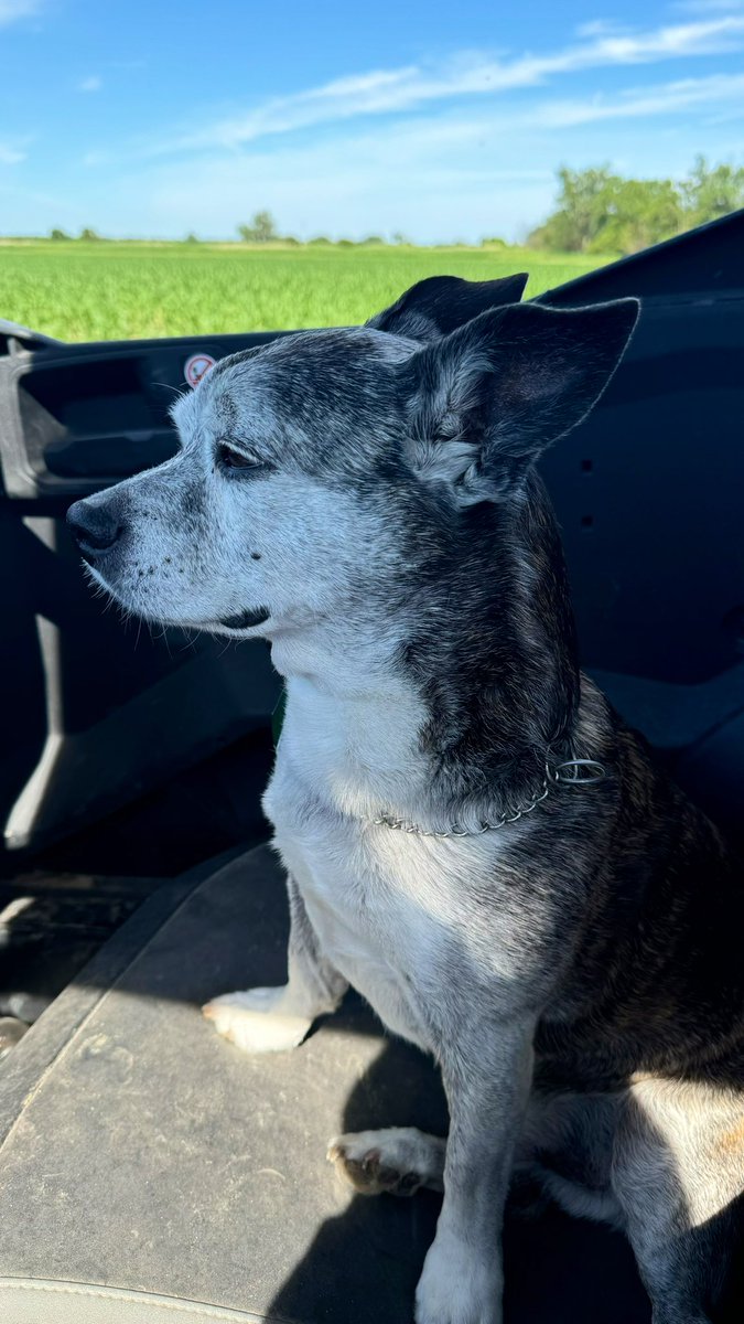 ChimperScott's tweet photo. Mickey is checking for hail damage in the fields with me in the Commander. I think he needs a booster seat.
#shortdogproblems https://t.co/81hgN6MM98