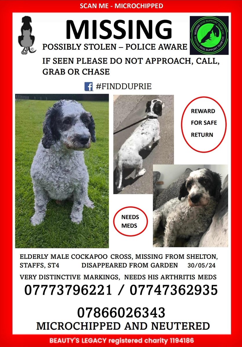 ‼️BEYOND URGENT-PLEASE HELP THIS MAN‼️ 11yr old arthritic cockapoo cross, needs meds, disappeared from enclosed garden, gate found open. Devastated owner Paul has had him his whole life. Microchipped &amp; neutered. Shelton, Staffs ST4 #findduprie <a href="/bbcmtd/">BBC Midlands</a> <a href="/JaneFallon/">Jane Fallon</a> <a href="/Sotlive/">StokeonTrentLive</a>