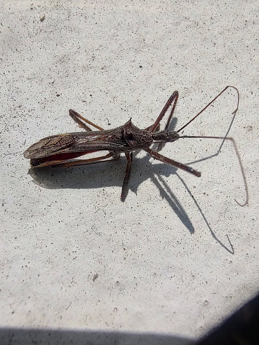 benazraq's tweet photo. @BichoDatos me puedes ayudar a indentificar este insecto? Es de importancia médica o en temas de higiene? Encontraba en ciudad de México.
Gracias https://t.co/wLeThkClOe