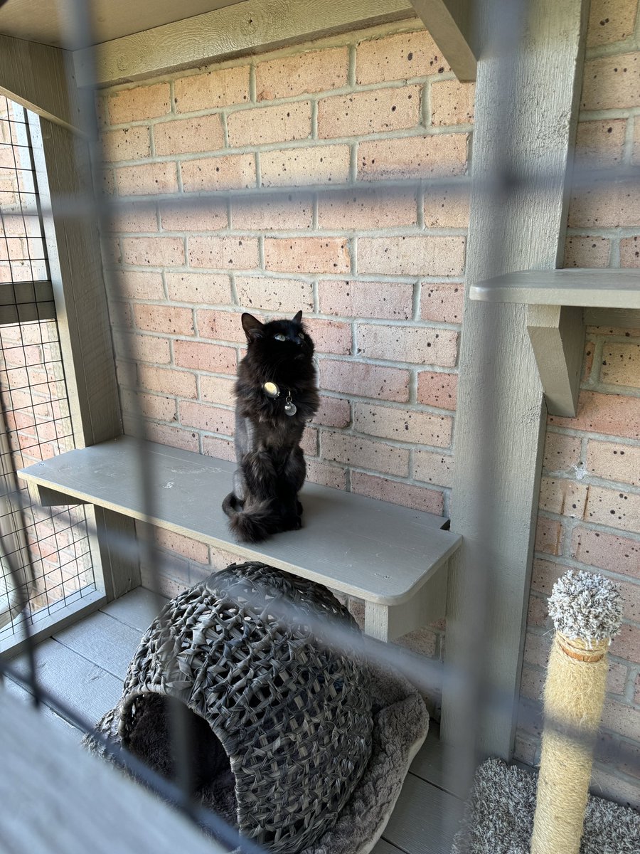 Alanis King tweet media