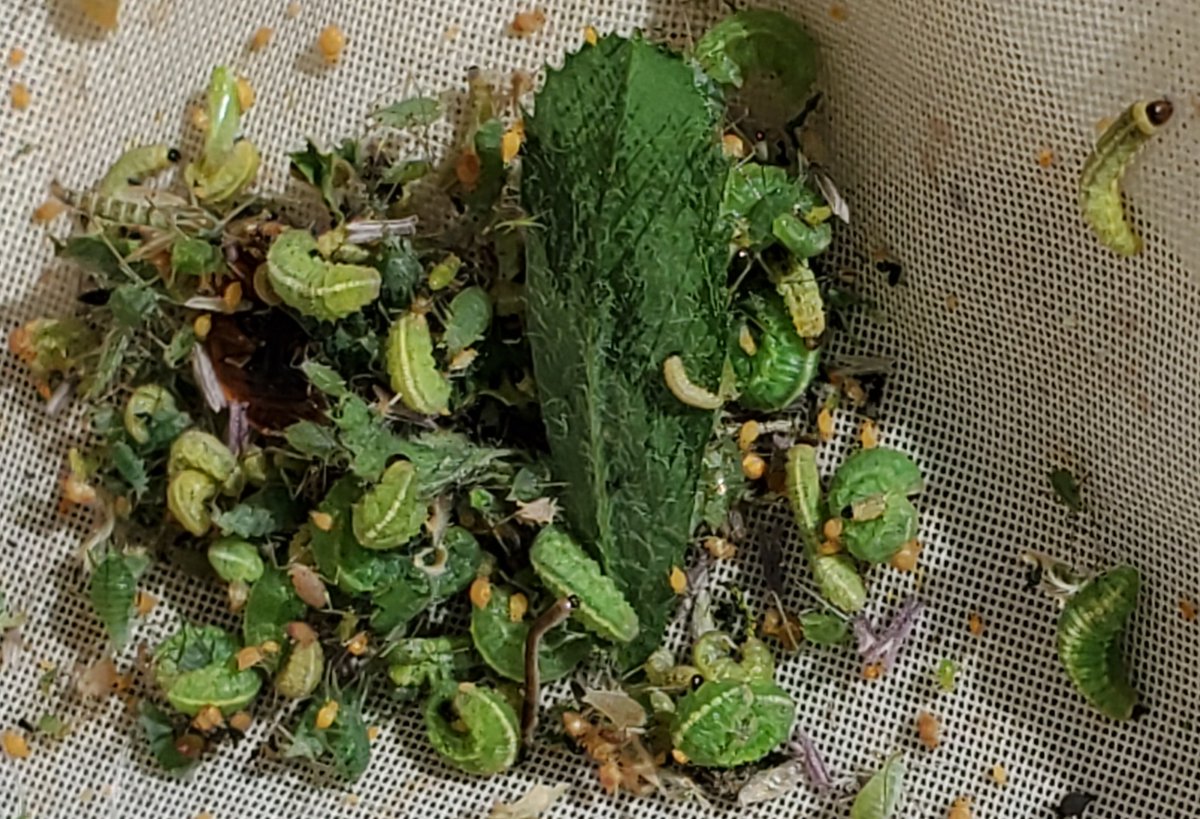 Alfalfa weevil population is building in East Ontario, but the first cut harvest will destroy most of the larvae. The remaining larvae will usually starve and die. In East-ON, weevils are seldom a problem after the first cut. Field Crop News article: rb.gy/sicn2x