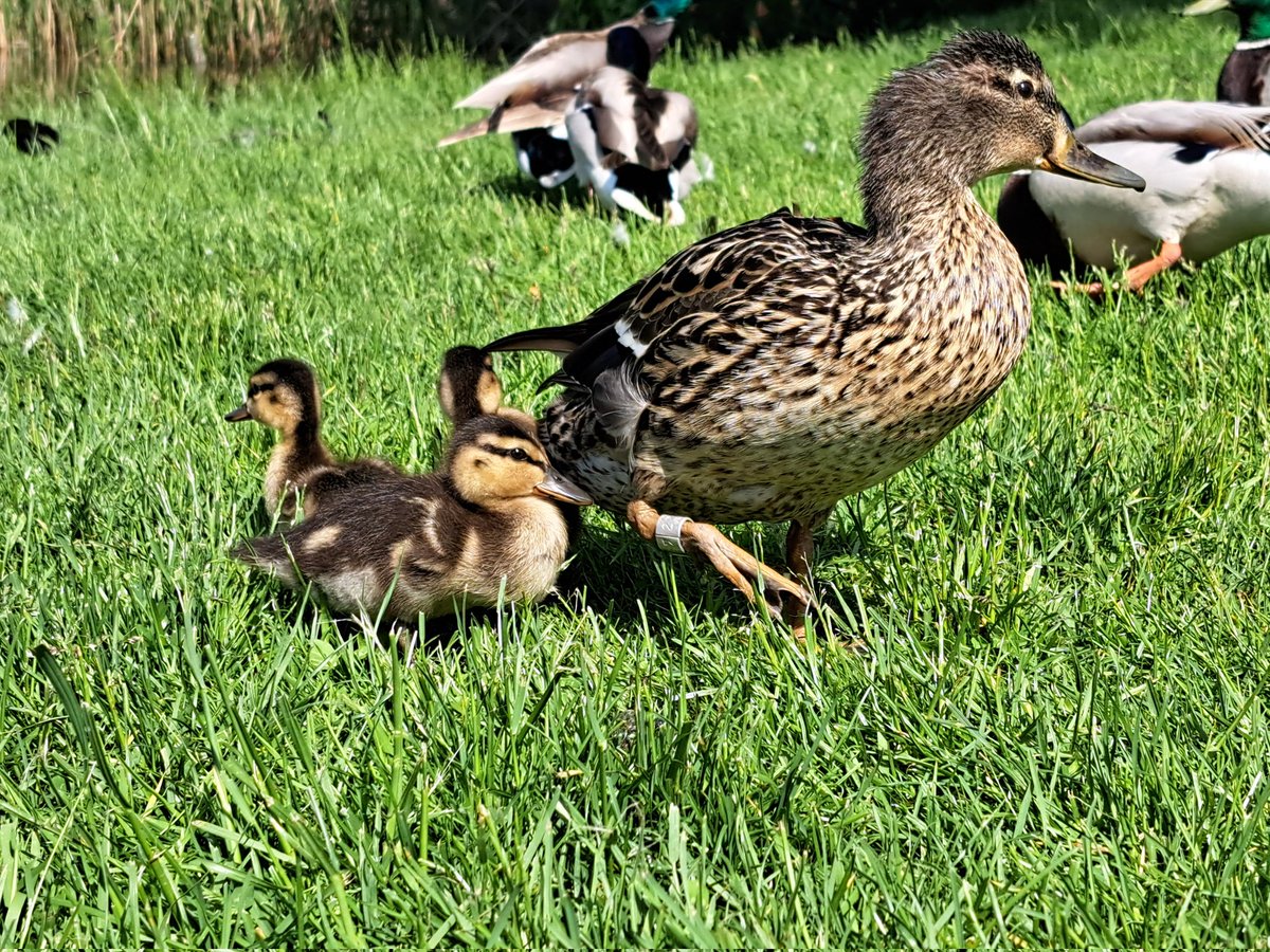 hairyboyness's tweet photo. Duck, duck, duck... goose? (It's a heron!) https://t.co/rWO6MjTnZs