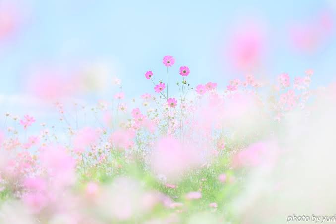 seshimo39's tweet photo. おはようございます☀
今日も素敵な一日を！
幸せのみでいきましょうっ https://t.co/pJml1Fhiqz