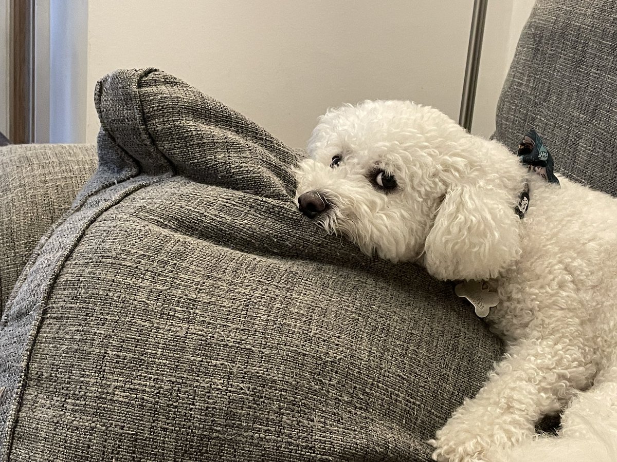 hammonster's tweet image. Hi guys it’s been a while since we posted on here. Our little Daisy had to have an operation to repair her cruciate last week. We were blitzing around the garden when it snapped. She’s doing really well and being really good wearing her cone. @OtisBichon  @ElsaandEva  @mimmel99