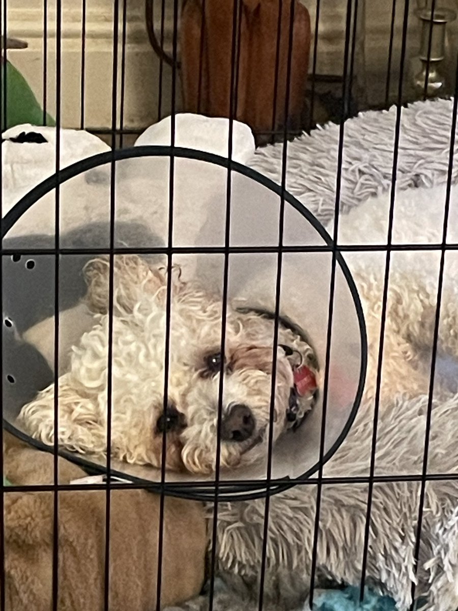 hammonster's tweet image. Hi guys it’s been a while since we posted on here. Our little Daisy had to have an operation to repair her cruciate last week. We were blitzing around the garden when it snapped. She’s doing really well and being really good wearing her cone. @OtisBichon  @ElsaandEva  @mimmel99