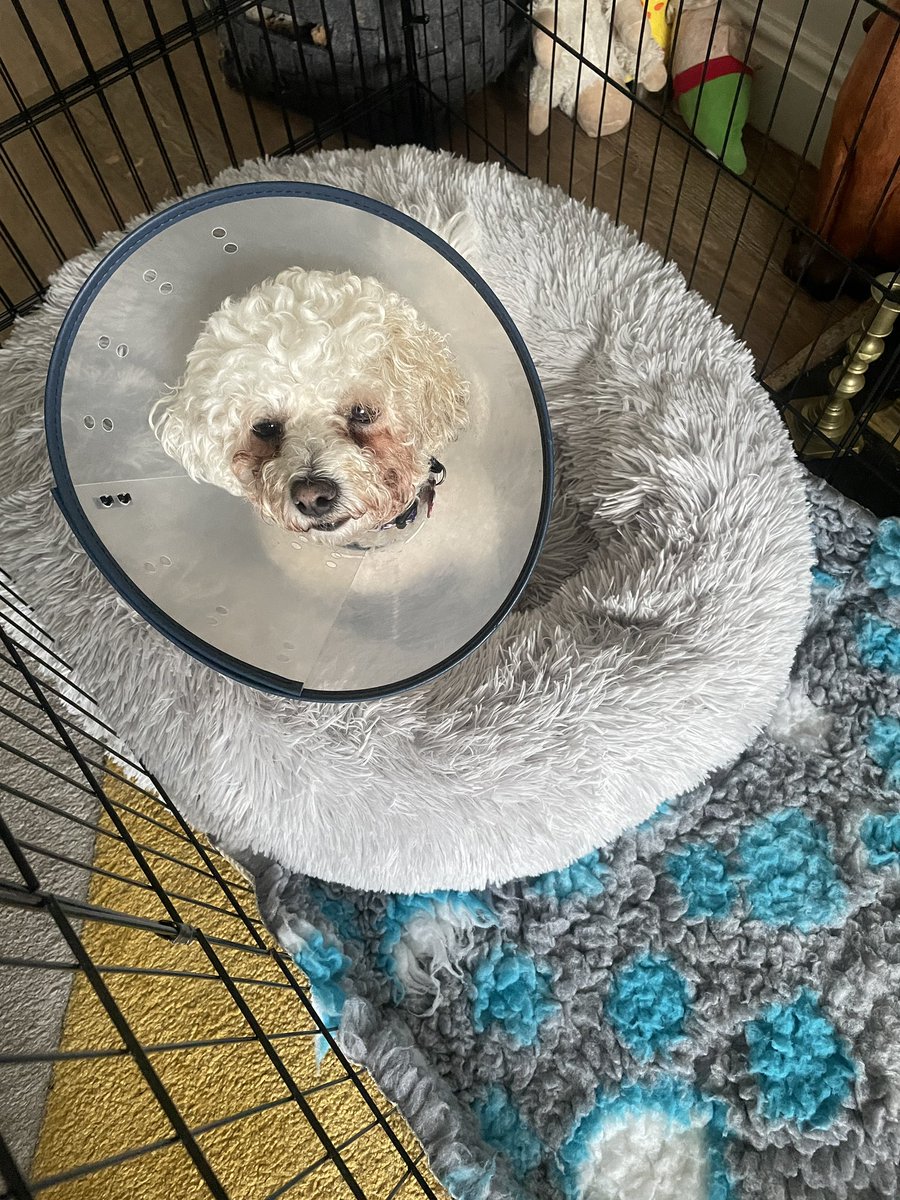 hammonster's tweet image. Hi guys it’s been a while since we posted on here. Our little Daisy had to have an operation to repair her cruciate last week. We were blitzing around the garden when it snapped. She’s doing really well and being really good wearing her cone. @OtisBichon  @ElsaandEva  @mimmel99