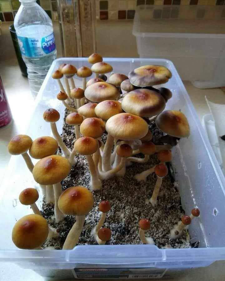 stackpacks01's tweet image. 