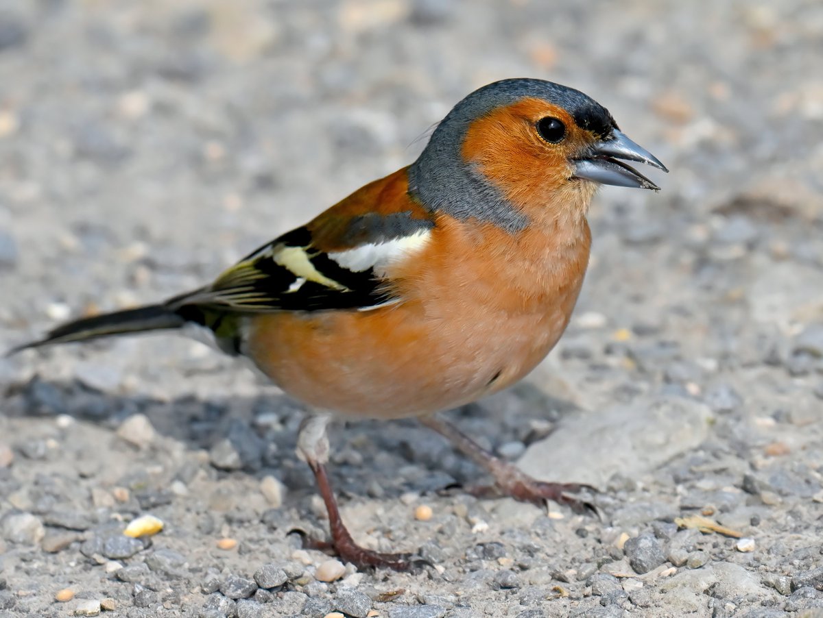 Handsome male Chaffinch at RSPB Ham Wall at the weekend. 😍
 Chaffinches are common in the UK, although I've seen reports that they've declined in some areas... do you see them where you live? 🐦