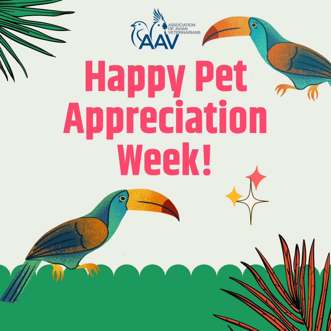 aavonline's tweet photo. Happy Pet Appreciation Week! Give your feathered friends a little extra love for being part of your life. 
Tag us in pictures of your parrot to celebrate this week!

#petappreciationweek #parrotappreciation #featheredfriends #birdappreciation #aav #aavmember #avianvets https://t.co/7IoIAoAmSs