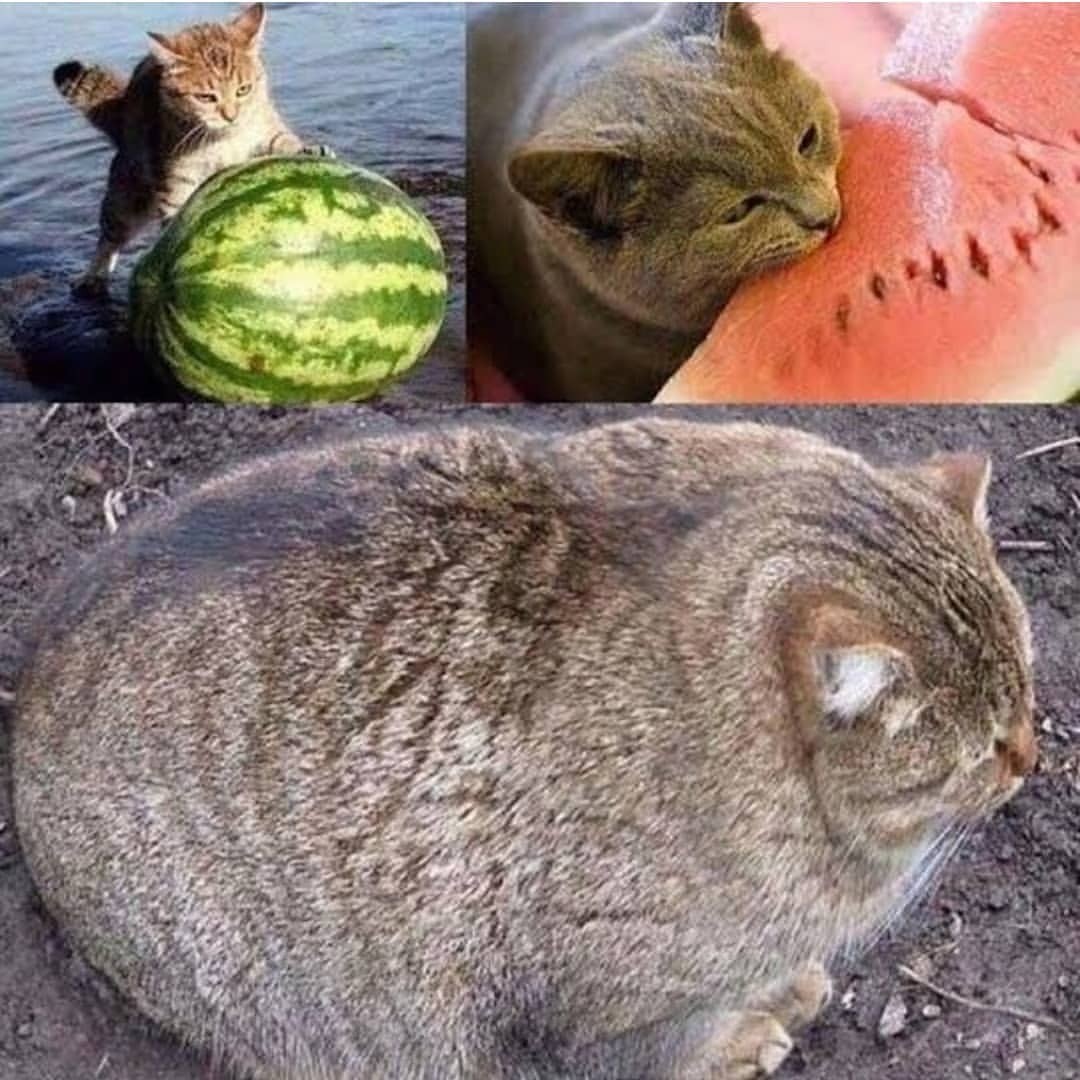 Punch Cat tweet media