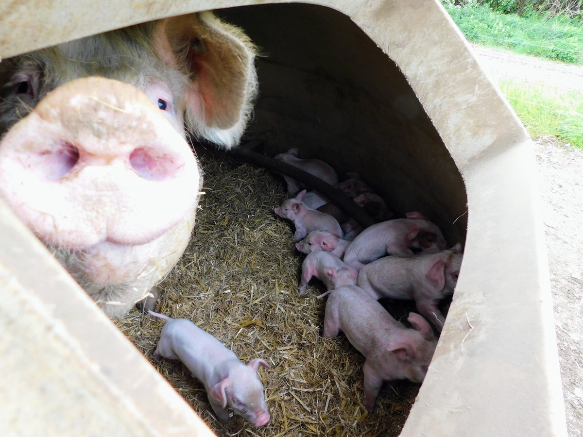The original prototype Clarkson's Ring on test with Rob in Norfolk has this week completed it's 6 time in use (it's an 8 week cycle) and this time the piglet mortality is 0% yes Zero 🐷 🐷🐷🐷🐷🐷🐷🐷🐷🐷🐷🐷🐷🐷 14 piglets weaned at 5 weeks, well done mum &amp;
<a href="/JeremyClarkson/">Jeremy Clarkson</a> 🇬🇧🚜
