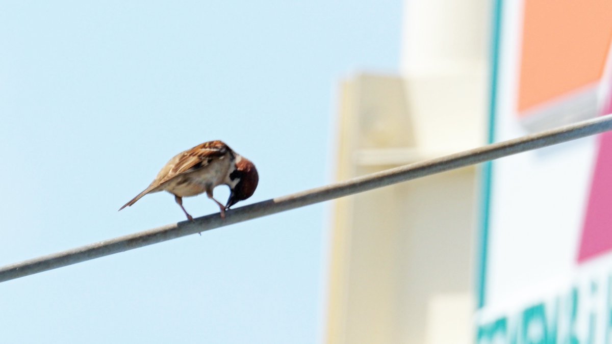 kog312's tweet photo. #野鳥　#スズメ　#チュンズデー
信号待ちの際
向こうから飛んできたスズメがふと消えた
渡り終えて振り返り
しばらく待っていると…
信号機からひょっこり😊 https://t.co/yzFl4ueLSP