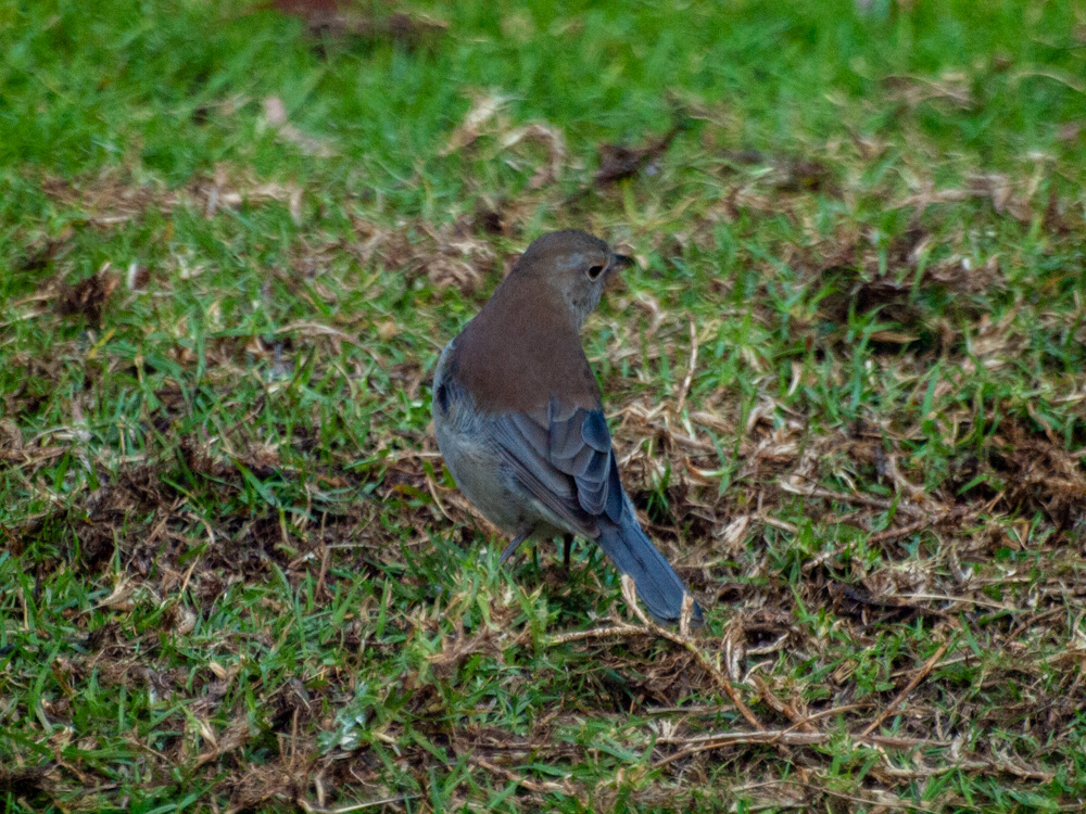 Grey Shrike-thrush (Colluricincla harmonica) a mostly drab grey bird with a black bill and eye ring. The female is identified by the white eye ring, grey lores and has a grey-brown bill.

#NaturePhotography #BirdsinBackyards #birdwatching @DivineDropbear