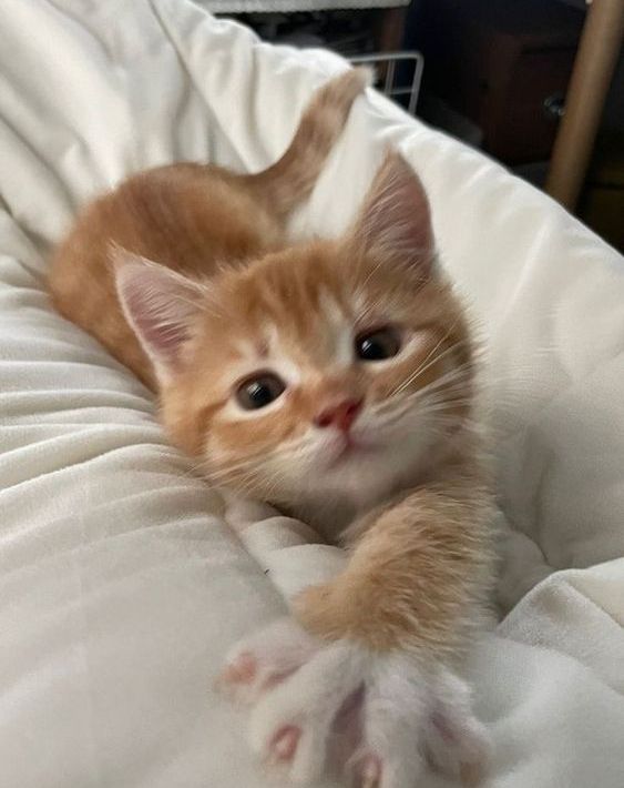 Punch Cat (@punchingcat) on Twitter photo 